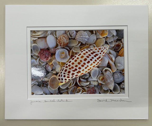 Junonia and Shells 8X10 David Meardon