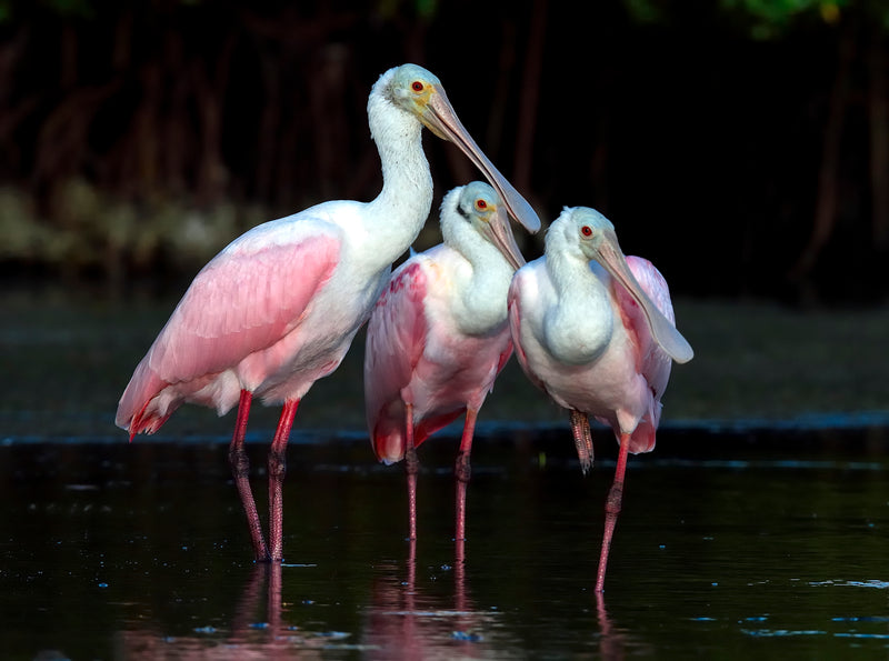 Roseate Spoonbills - all pink, all the time