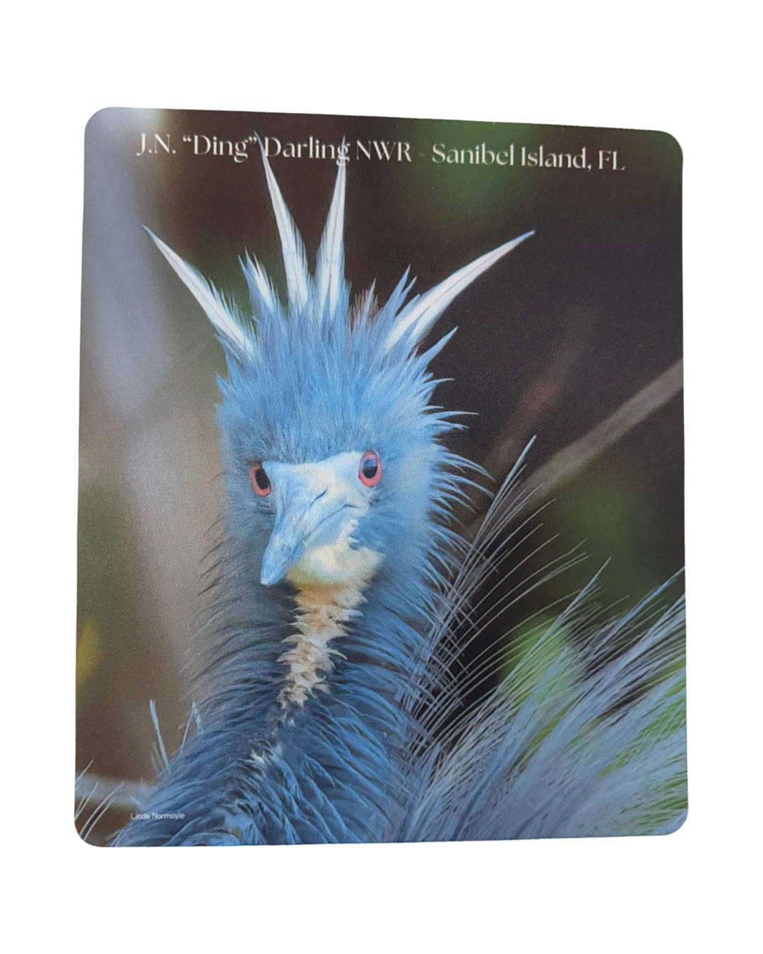 Mousepad - Tricolored Heron