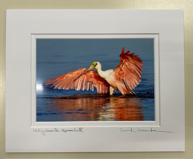 Wading Roseate Spoonbill 8X10 David Meardon Photography