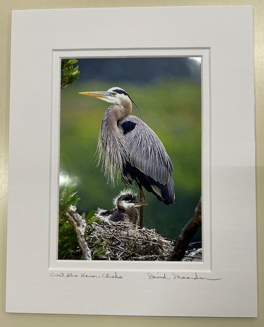 Great Blue Heron and Chicks 8X10 David Meardon Photography