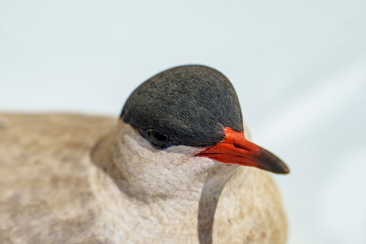 Hand Carved Common Tern Sculpture by Jeff Demarest