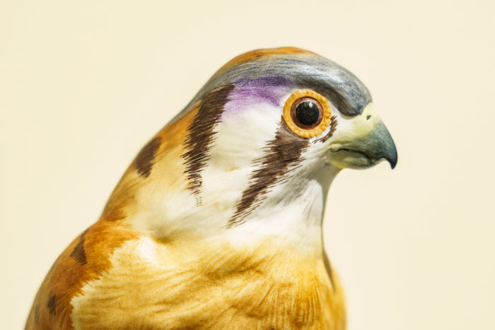 American Kestrel by Boehm Porcelain