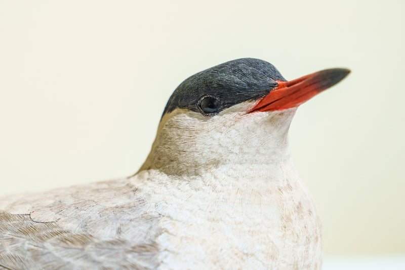 Hand Carved Common Tern Sculpture by Jeff Demarest