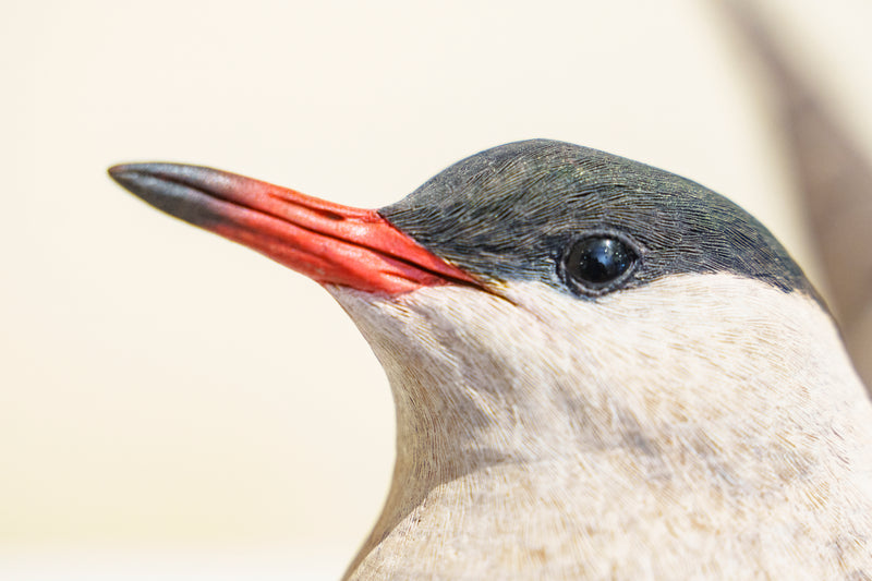 Hand Carved Common Tern Sculpture by Jeff Demarest