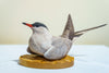 Hand Carved Common Tern Sculpture by Jeff Demarest