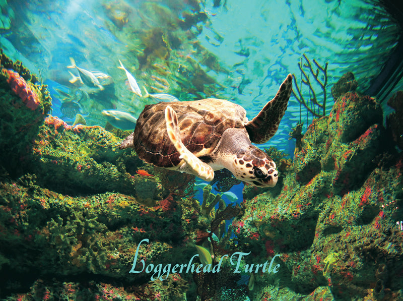 Loggerhead Turtle - 550 Piece Puzzle - Made in the USA