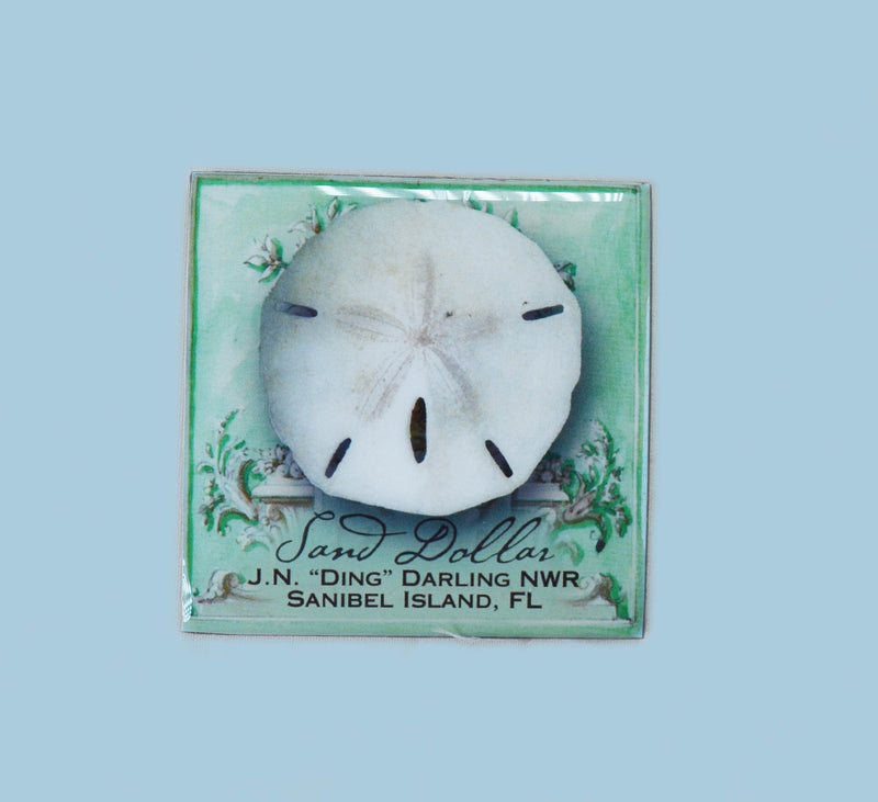 Wildlife Refrigerator Magnets - Sand Dollar