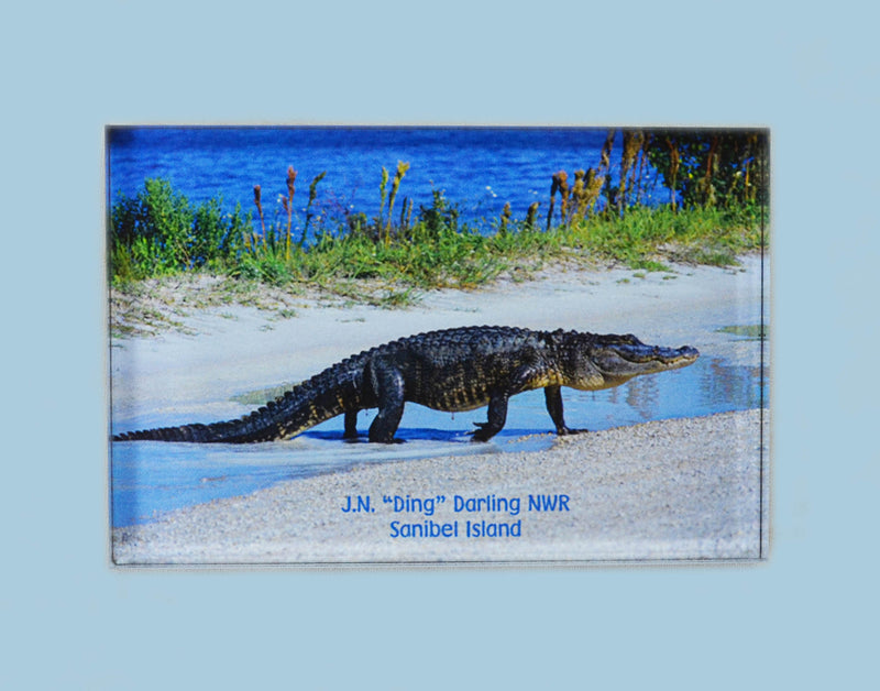 Photo Magnets - Alligator
