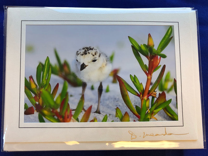 Card - Lone Snowy Plover Chick - David Meardon Photography