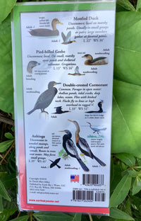 Sibley's Waterbirds of Sanibel & Captiva Folding Guide