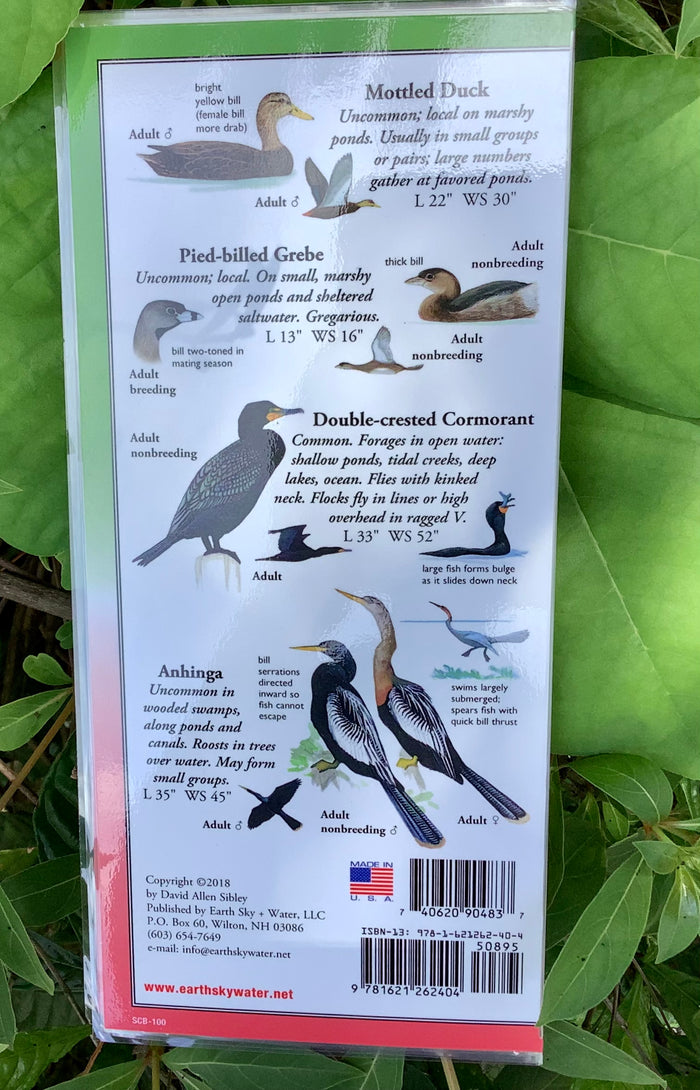 Sibley's Waterbirds of Sanibel & Captiva Folding Guide