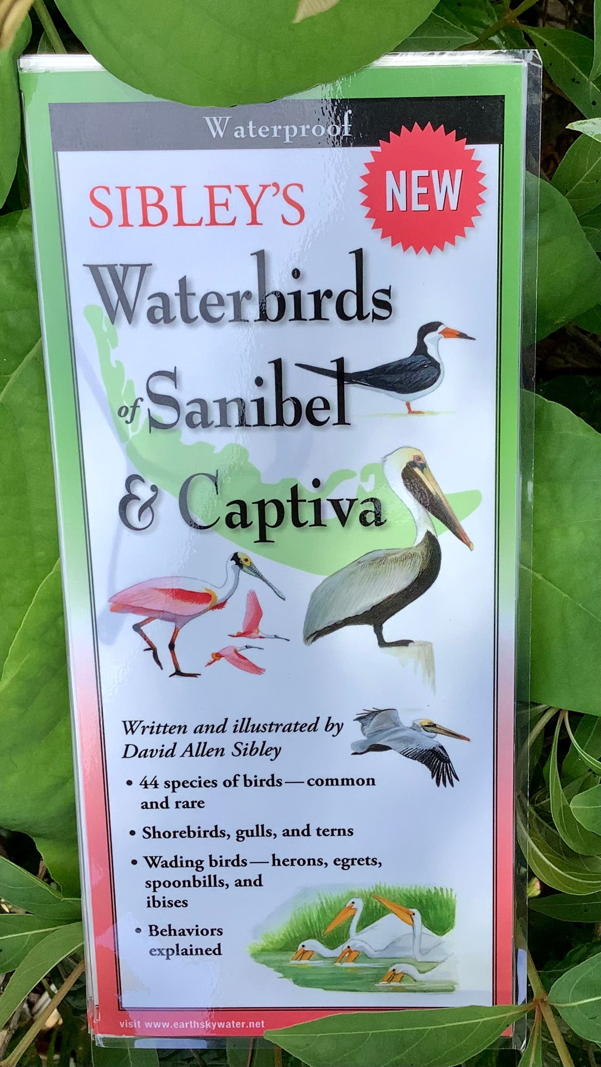 Sibley's Waterbirds of Sanibel & Captiva Folding Guide