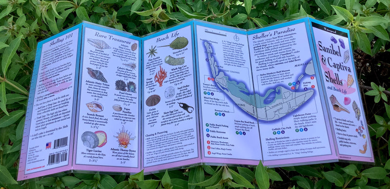 Sanibel & Captiva Shells Folding Guide