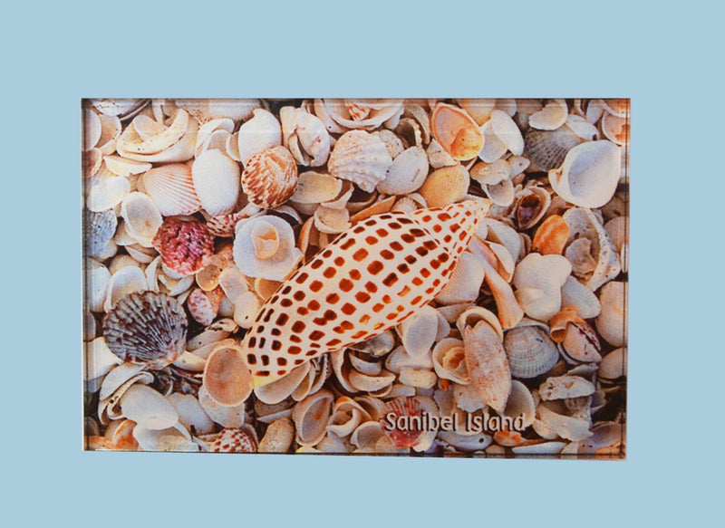 Photo Magnets - Junonia