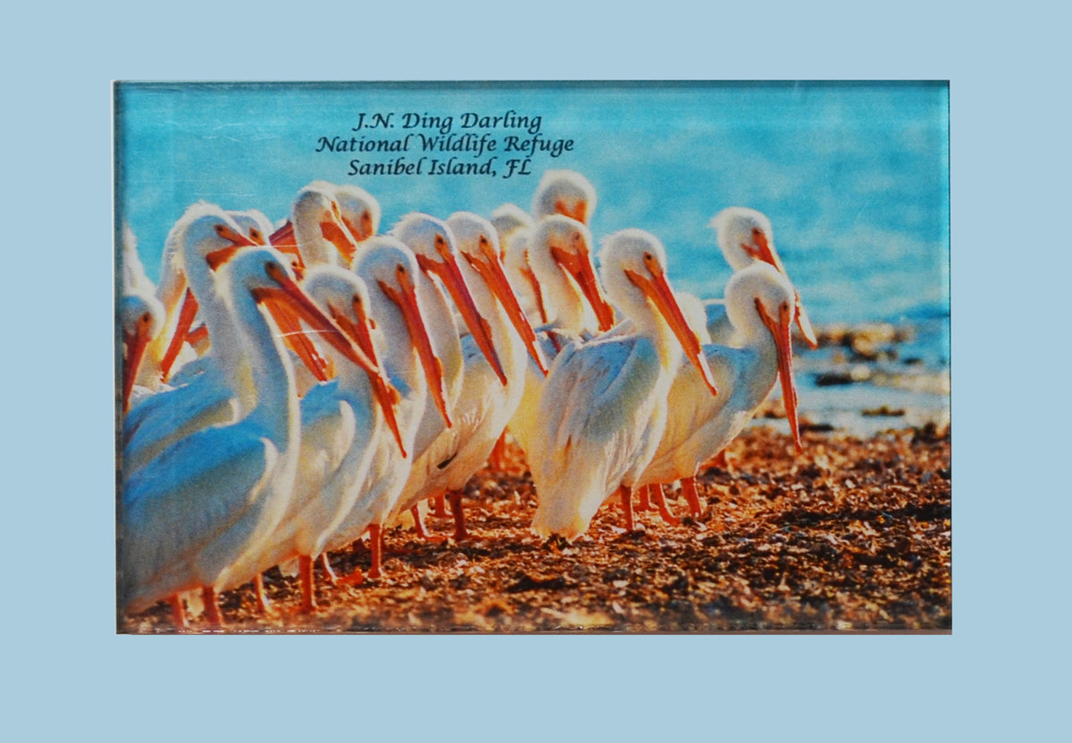 Photo Magnets - White Pelicans